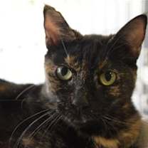 Thumbnail photo of Kori #3