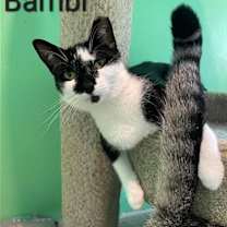 Thumbnail photo of Bambi #1