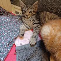 Thumbnail photo of Roxie #2