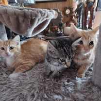 Thumbnail photo of Roxie #3