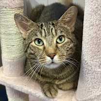 Thumbnail photo of Gritty #3