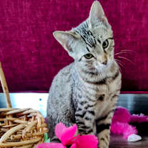 Thumbnail photo of Pari #1