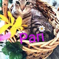 Thumbnail photo of Pari #2