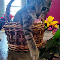 Thumbnail photo of Rani #2