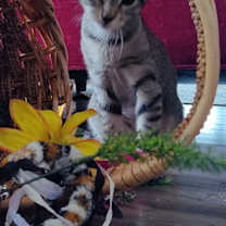 Thumbnail photo of Rani #3