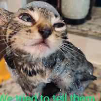 Thumbnail photo of Rani #4