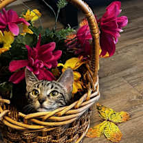 Thumbnail photo of Devi #1