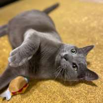 Thumbnail photo of Anastasia Nabokov #3