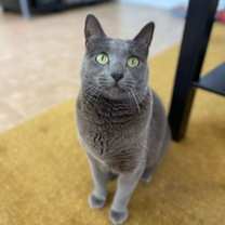 Thumbnail photo of Anastasia Nabokov #4