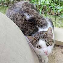 Thumbnail photo of Flynn #1