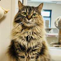 Thumbnail photo of Kitty Hex #1