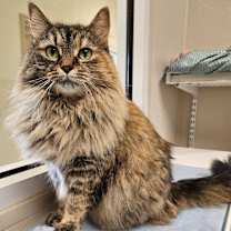 Thumbnail photo of Kitty Hex #2