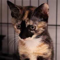 Thumbnail photo of Rosemary #4