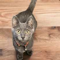 Thumbnail photo of Meep #1