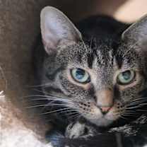 Thumbnail photo of Misty #2