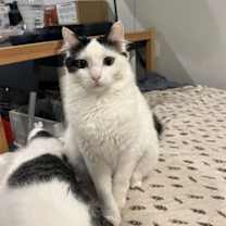 Thumbnail photo of Queenie #2