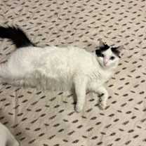 Thumbnail photo of Queenie #3