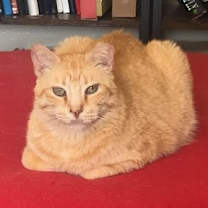 Thumbnail photo of RIZHIK #1