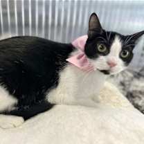 Thumbnail photo of Janis #4