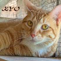 Thumbnail photo of Kyo #2