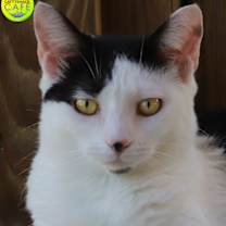 Thumbnail photo of Loveland - CSC #1