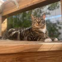 Thumbnail photo of BASIL #1