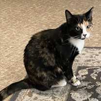 Thumbnail photo of Rosie #4