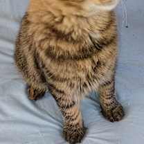 Thumbnail photo of Fluffy #1