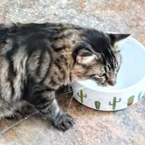 Thumbnail photo of Fluffy #2