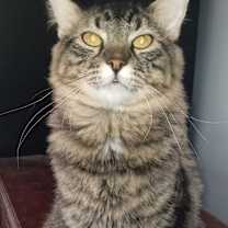 Thumbnail photo of Fluffy #3