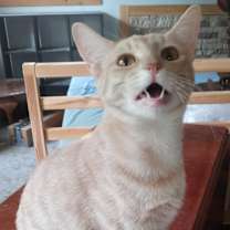 Thumbnail photo of Ting-Ting #4