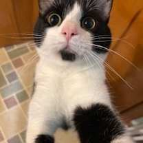 Thumbnail photo of zz 'Morty' courtesy listing #1