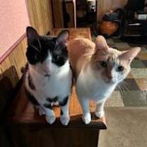 Thumbnail photo of zz 'Morty' courtesy listing #4