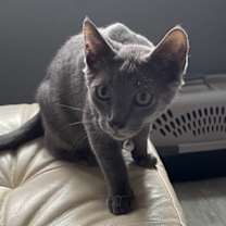 Thumbnail photo of Ramone #2