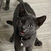 Thumbnail photo of Ramone #4