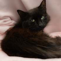 Thumbnail photo of Lucky FKA LeeLoo #1