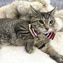 Thumbnail photo of HEITOR #3