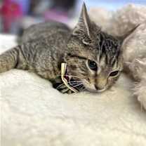 Thumbnail photo of HEITOR #4