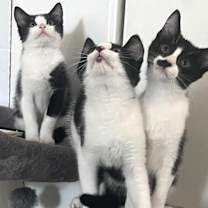 Thumbnail photo of Gypsy #4