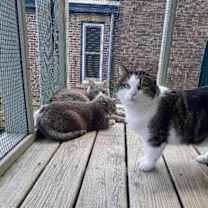 Thumbnail photo of Pepper #4