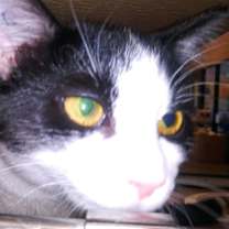 Thumbnail photo of Hiawatha #3