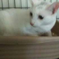 Thumbnail photo of Isabell #1