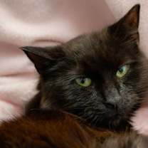 Thumbnail photo of Lucky FKA LeeLoo #3