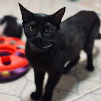 Thumbnail photo of Gemma #1