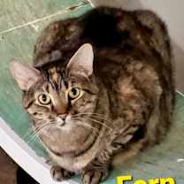 Thumbnail photo of Fern #1
