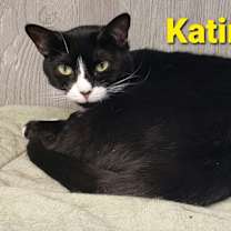 Thumbnail photo of Katinic #4