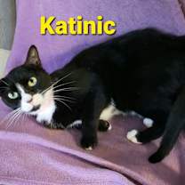 Thumbnail photo of Katinic #1