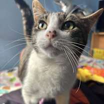 Thumbnail photo of Felicity TCC #2