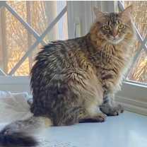 Thumbnail photo of Dobby #3