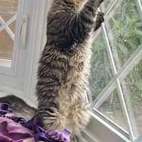 Thumbnail photo of Dobby #4